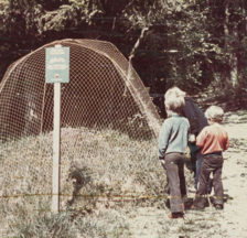 Gehörte Mitte der 1970er Jahre schon fast zum Inventar von Schweizer Wäldern: das Ameisenschutznetz.